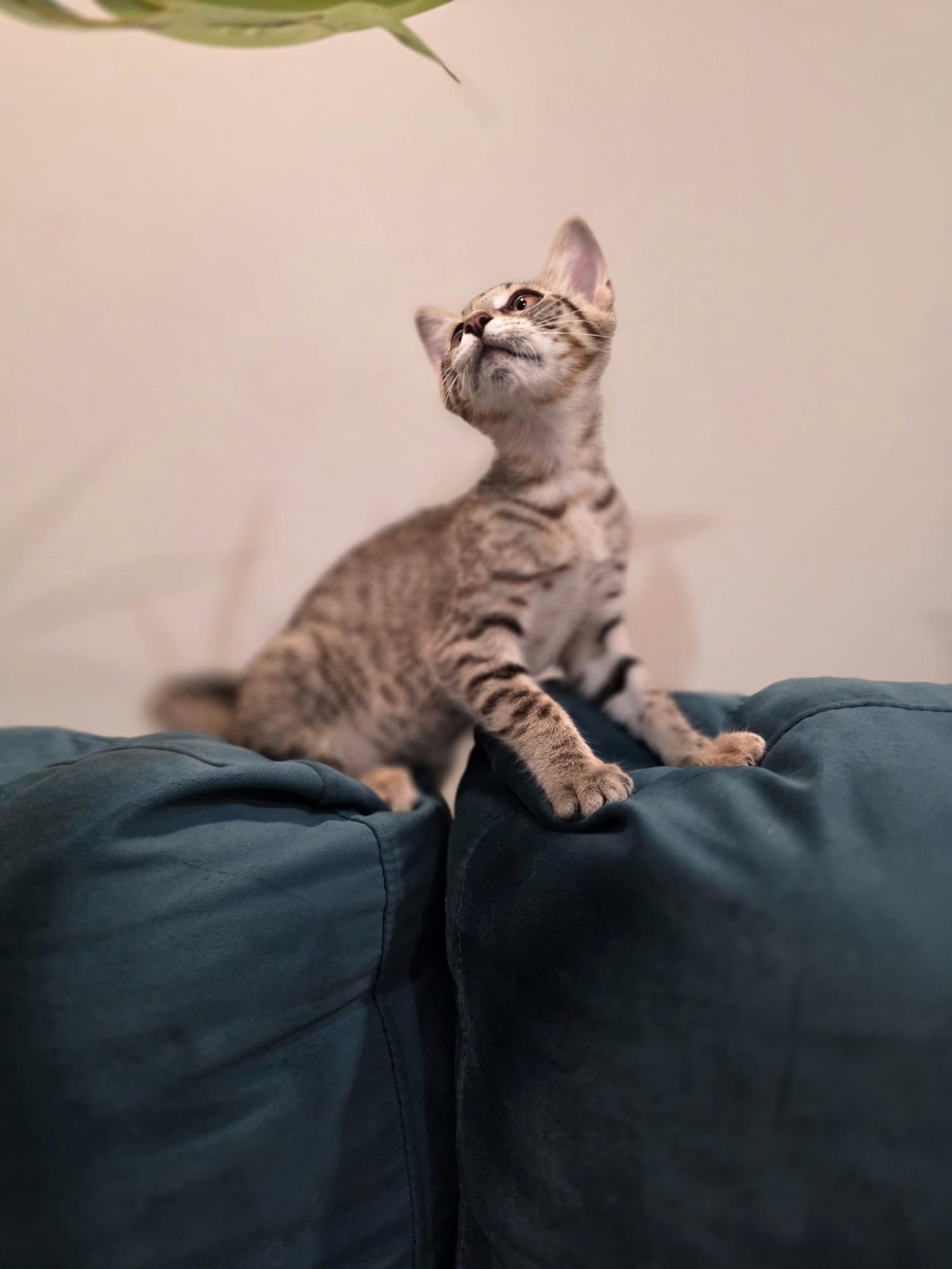 Enlarge Nova, a Adoptable mixed breed in Chattanooga, TN image 5/6
