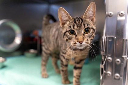 Zelda, Adoptable, Kitten Female Domestic Short Hair.