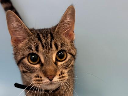 Enlarge Zelda, a Adoptable Domestic Short Hair in Coon Rapids, MN image 2/2