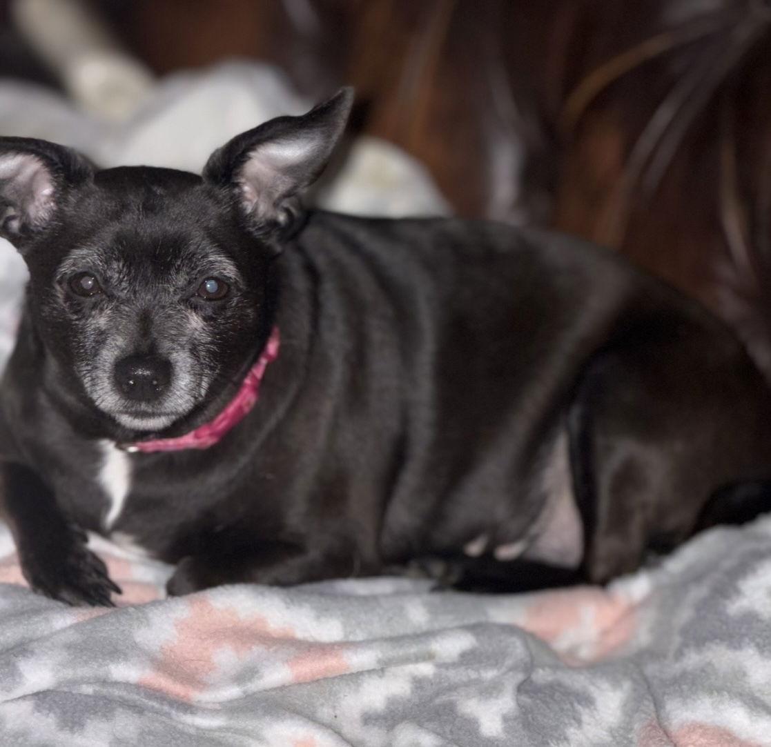 Ellie Christmas, Adoptable, Adult Female Chihuahua.
