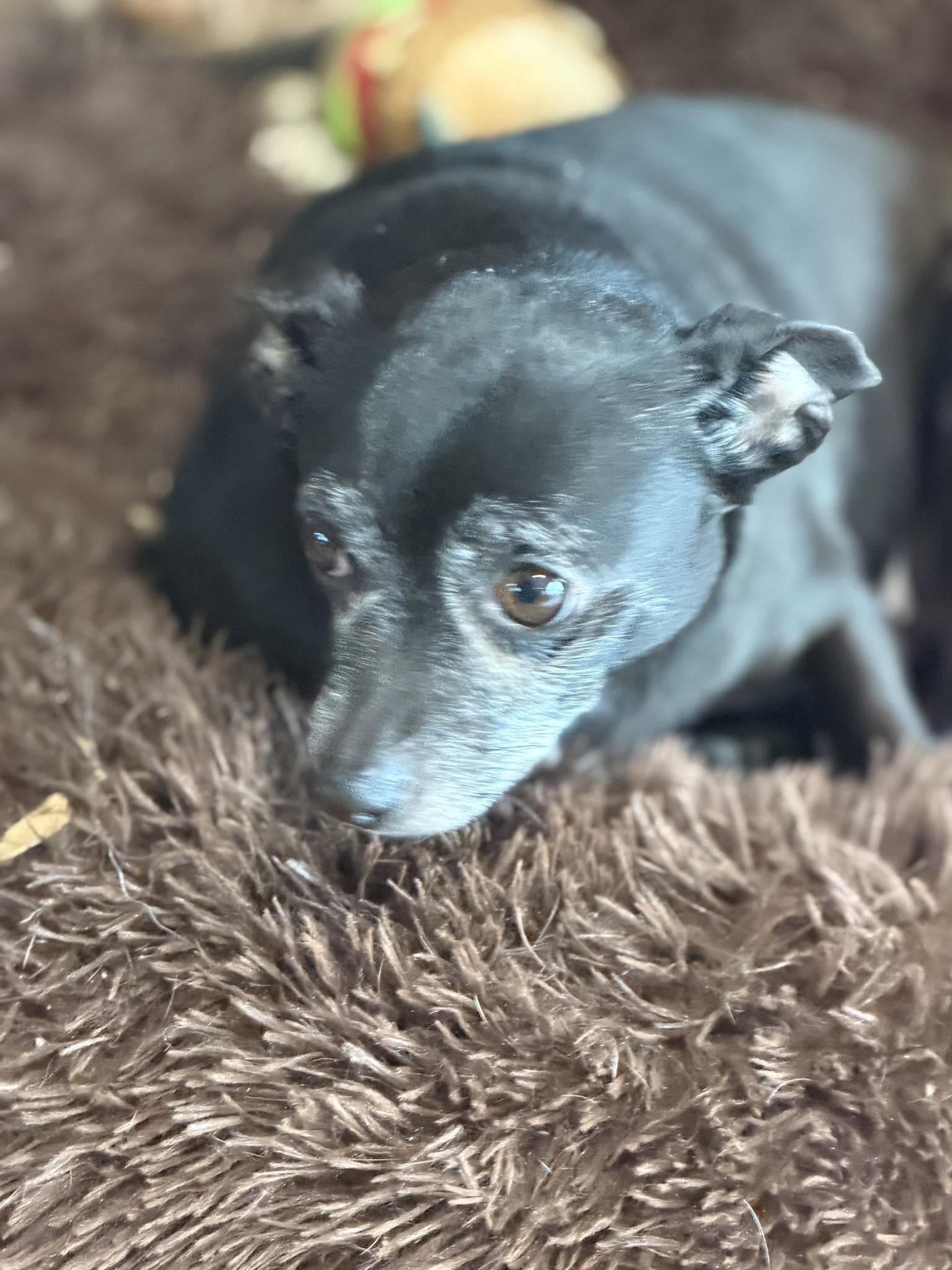 Ellie Christmas thumbnail 2