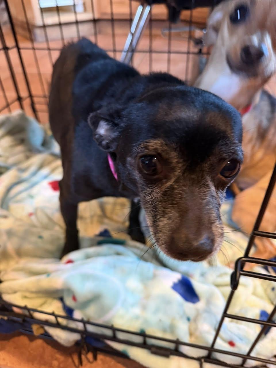 Ellie Christmas thumbnail 3