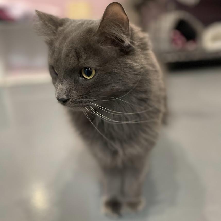 Maverick, Adoptable, Adult Male Domestic Medium Hair.