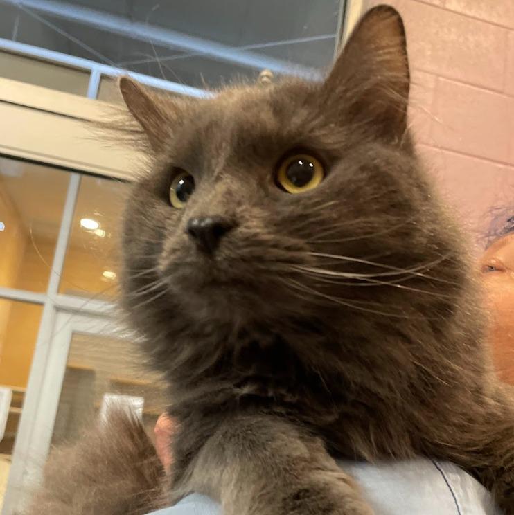 Enlarge Maverick, a Adoptable mixed breed in South Bend, IN image 1/6