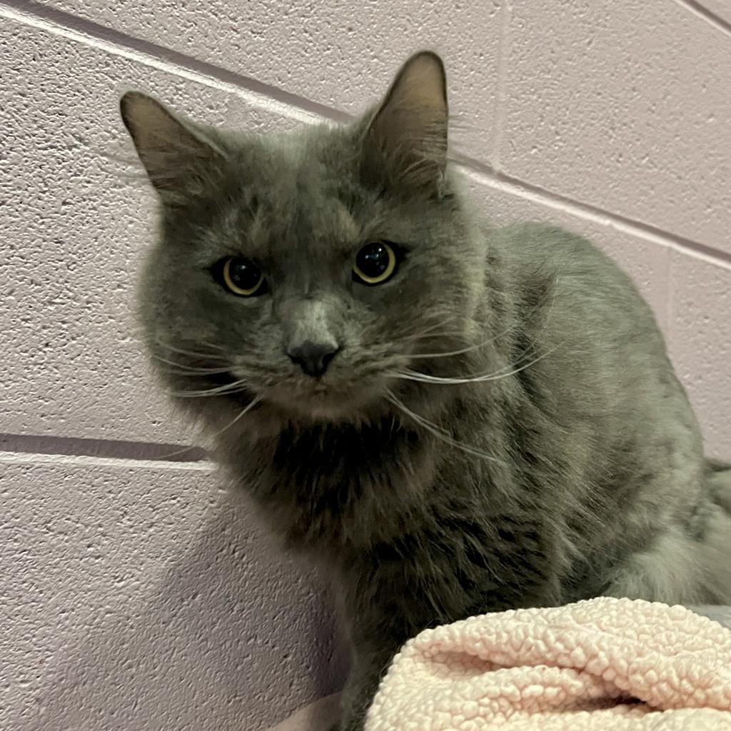 Enlarge Maverick, a Adoptable mixed breed in South Bend, IN image 3/6