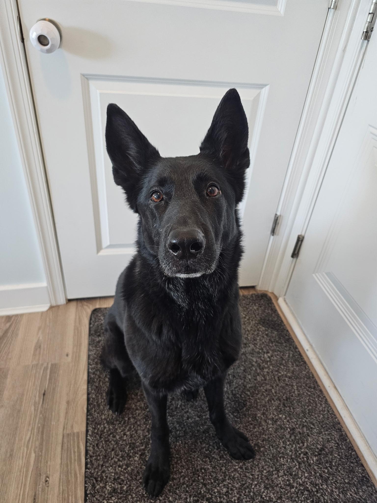 Enlarge Cali - Professionally Trained Commands in German & English, a ADOPTABLE German Shepherd Dog in Egg Harbor City, NJ image 3/4