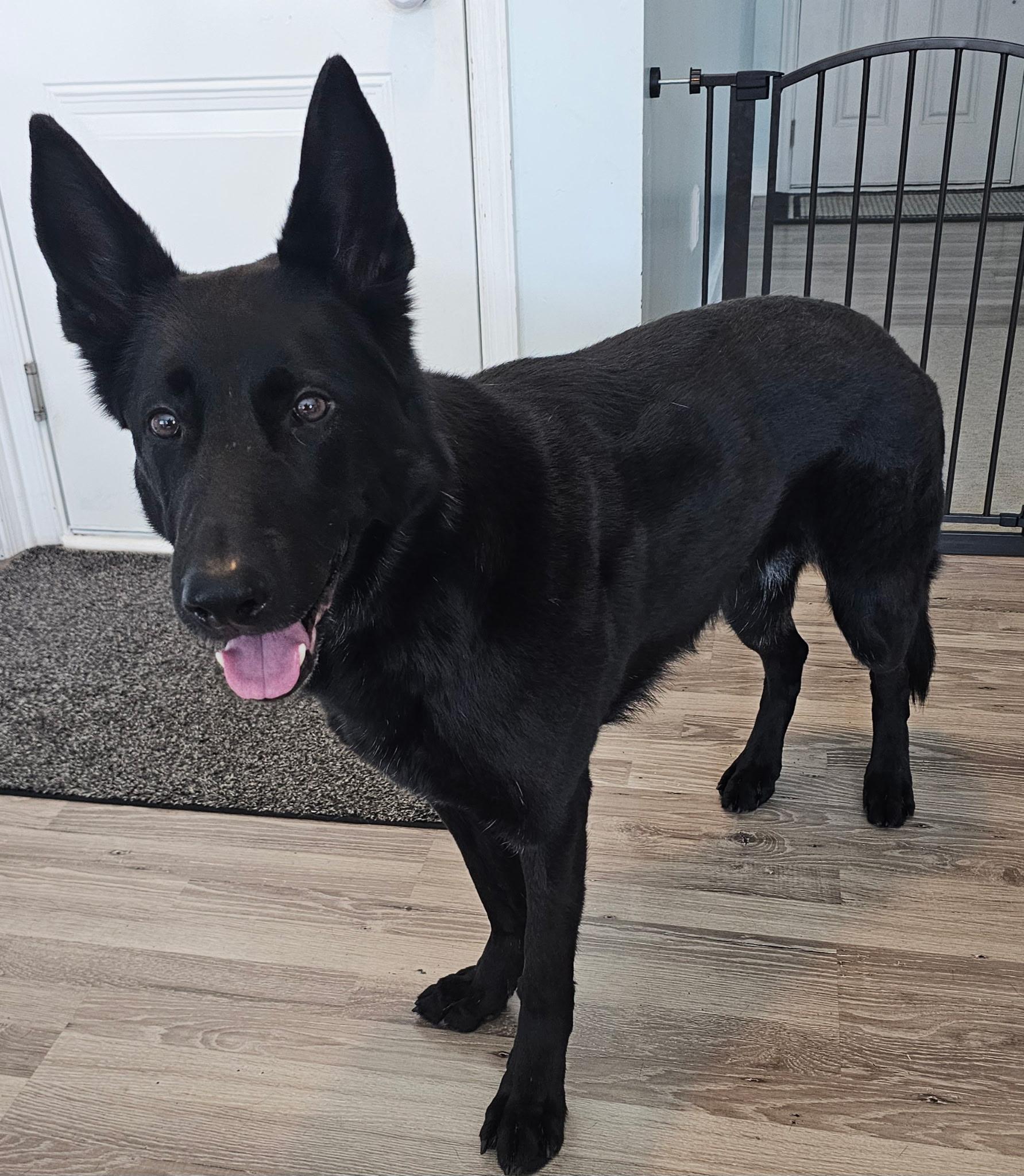 Enlarge Cali - Professionally Trained Commands in German & English, a ADOPTABLE German Shepherd Dog in Egg Harbor City, NJ image 2/4