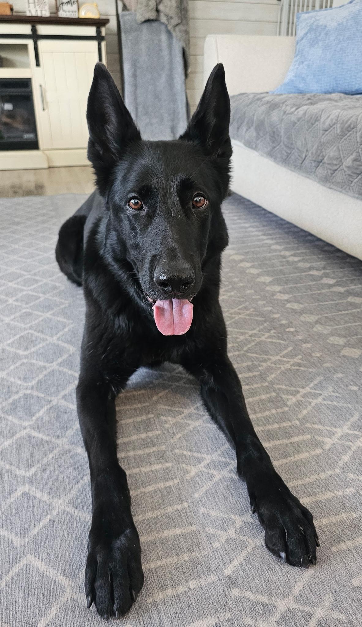 Enlarge Cali - Professionally Trained Commands in German & English, a ADOPTABLE German Shepherd Dog in Egg Harbor City, NJ image 1/4