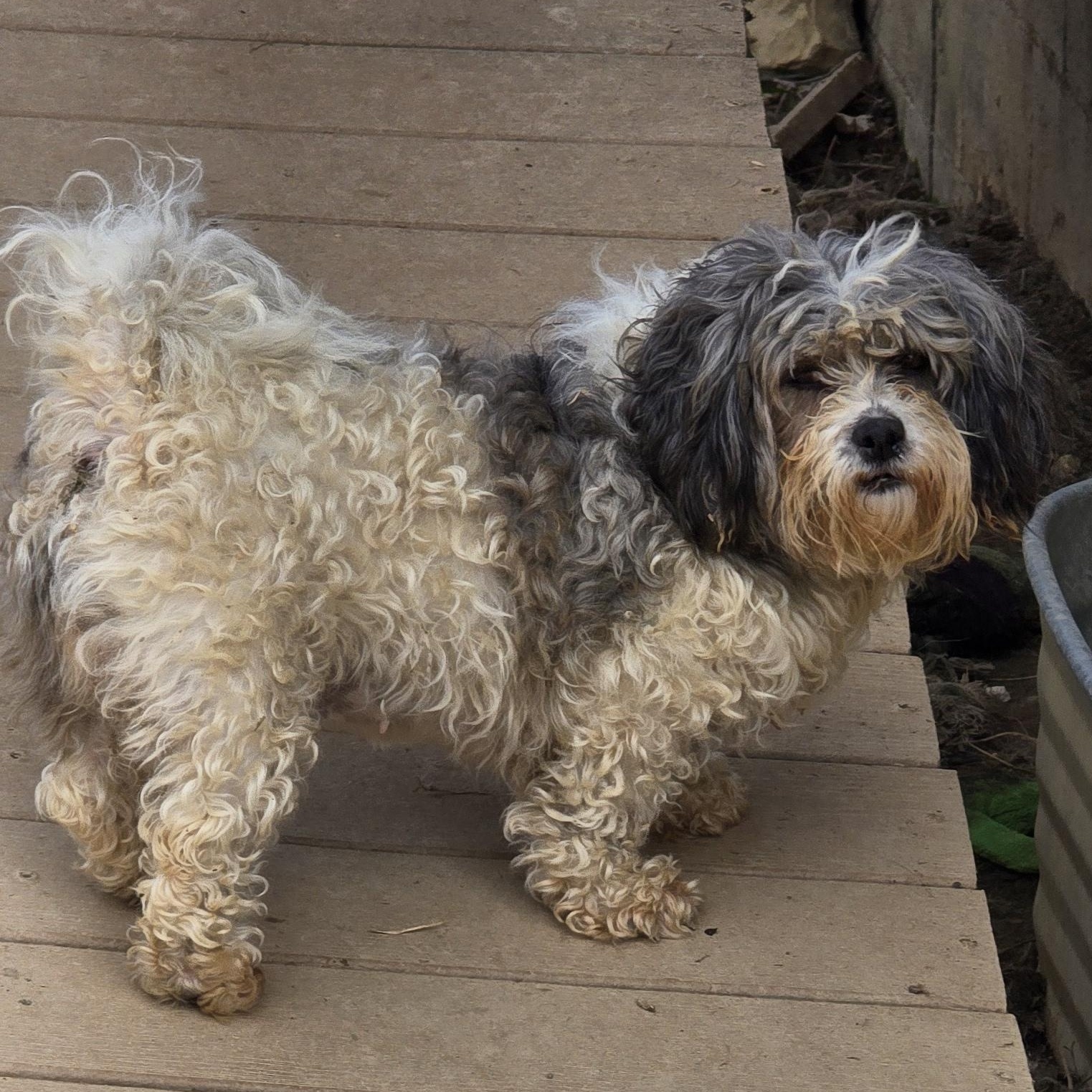 Enlarge Becca, an adoptable mixed breed in Zaleski, OH image 1/1