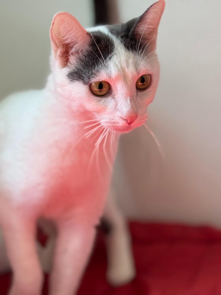 Benny Blanco, Adoptable, Young Male Domestic Short Hair.
