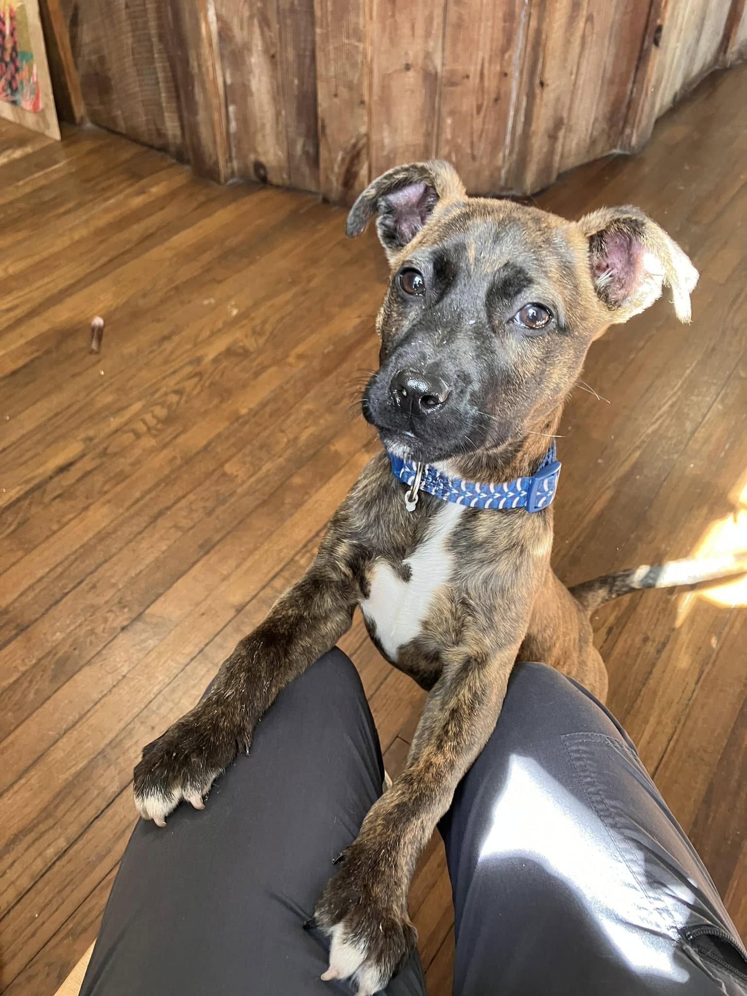 Leia, a Adopted mixed breed in Colbert, GA image 2/6