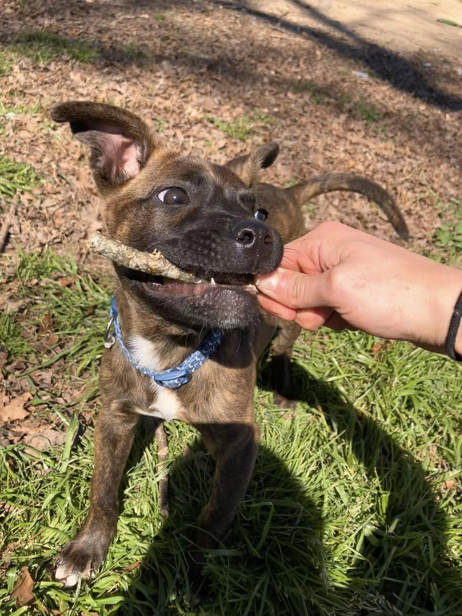 Leia, a Adopted mixed breed in Colbert, GA image 3/6