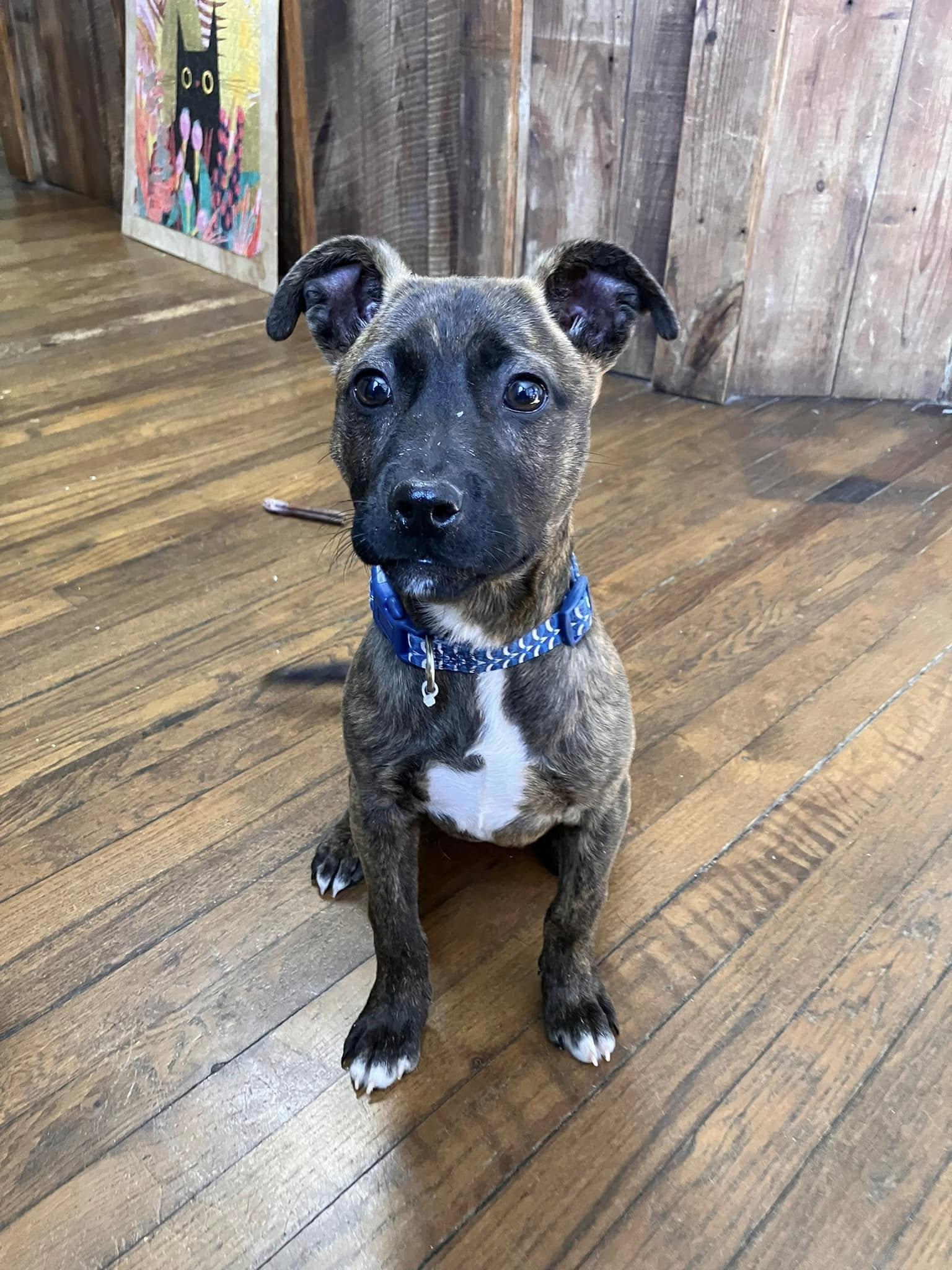 Leia, a Adopted mixed breed in Colbert, GA image 4/6