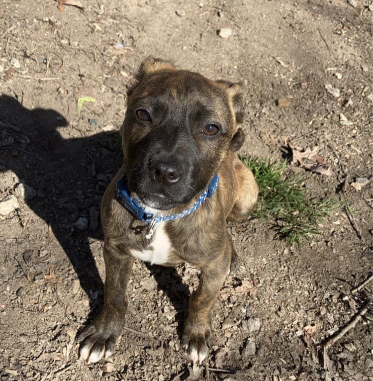 Leia, a Adopted mixed breed in Colbert, GA image 5/6