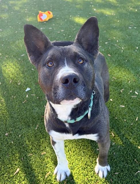 MORRIS, Adoptable, Young Male Pit Bull Terrier & Akita.