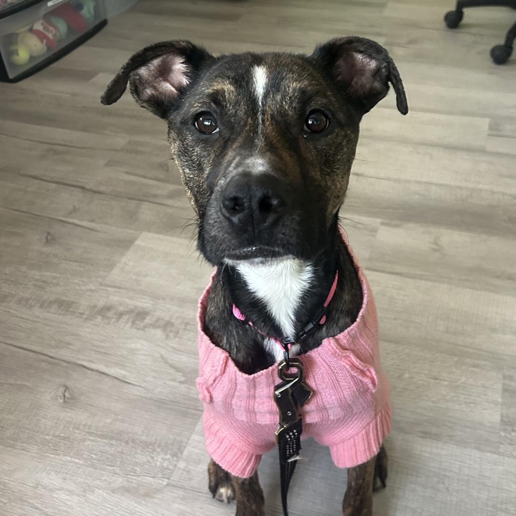 Ruby, Adoptable, Adult Female Pit Bull Terrier.