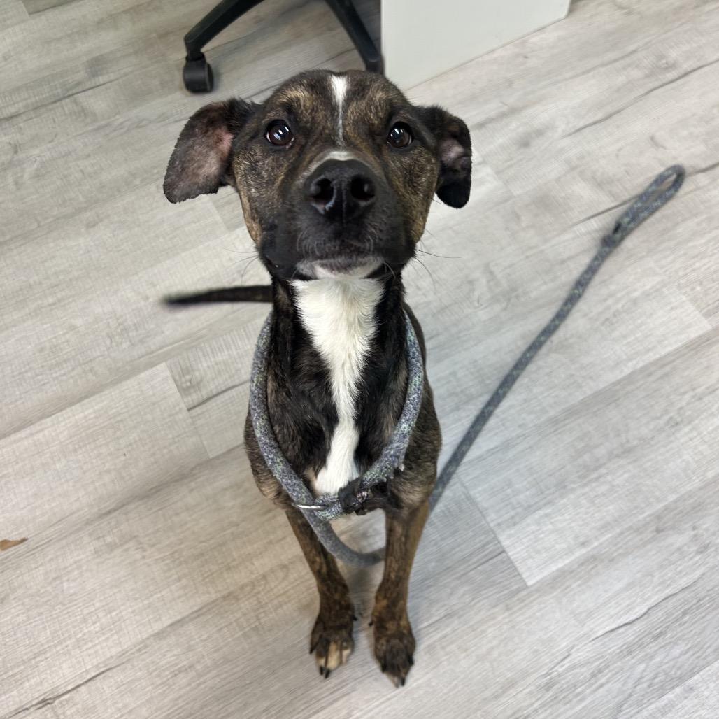 Ruby, a Adoptable Pit Bull Terrier in Emporia, KS image 2/4