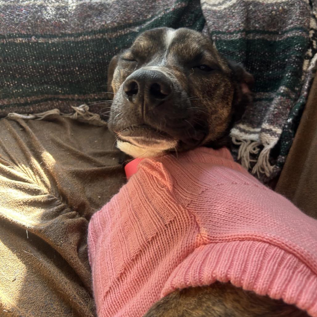 Ruby, a Adoptable Pit Bull Terrier in Emporia, KS image 3/4