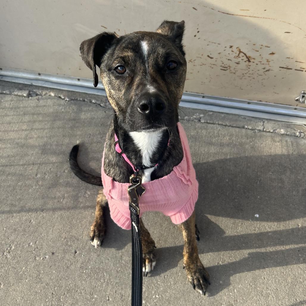 Ruby, a Adoptable Pit Bull Terrier in Emporia, KS image 4/4