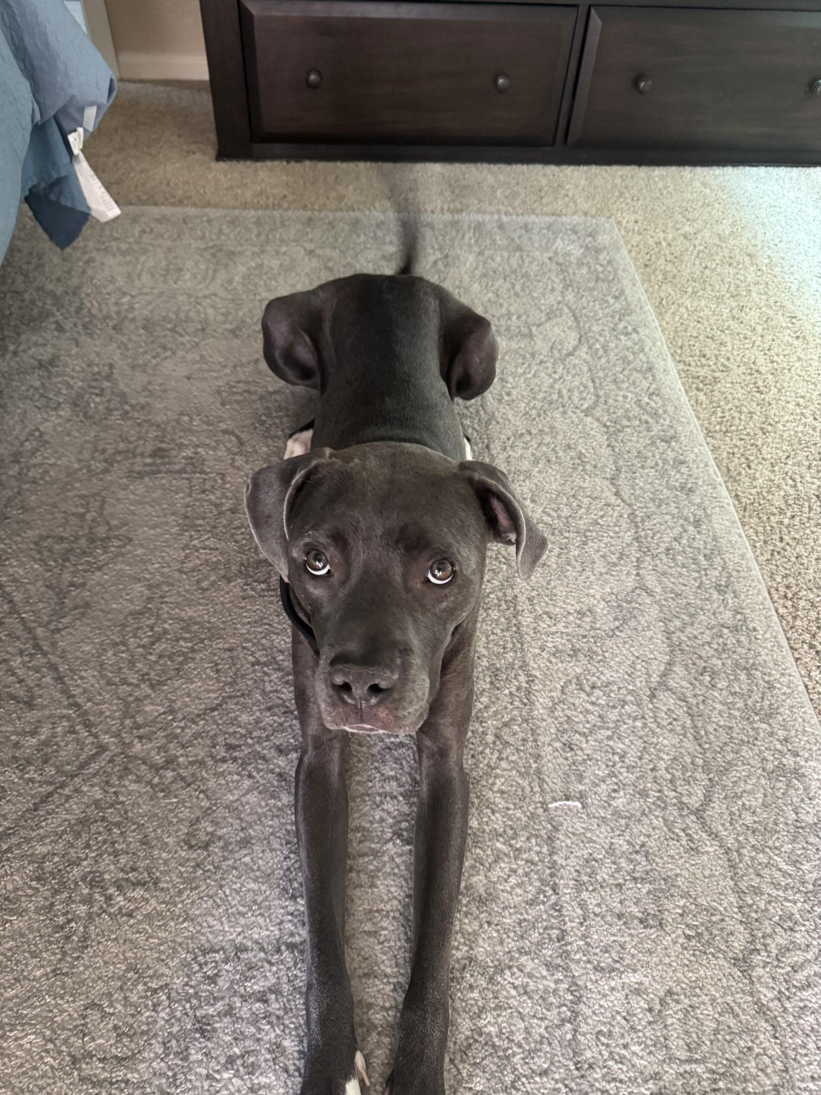 MAVERICK, Adopted, Young Male Great Dane & Staffordshire Bull Terrier.