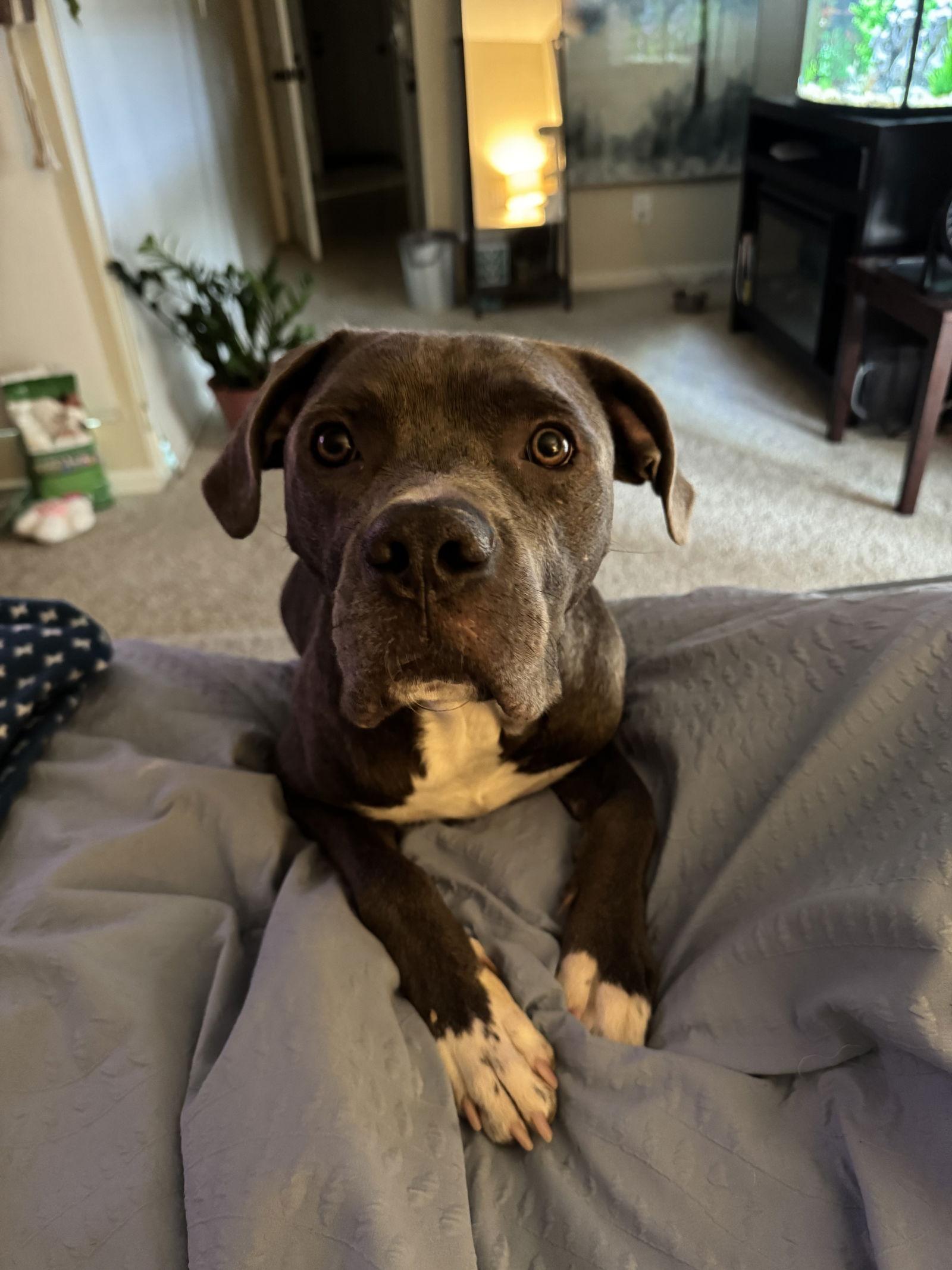 Enlarge MAVERICK, a Adopted mixed breed in Chandler, AZ image 2/3