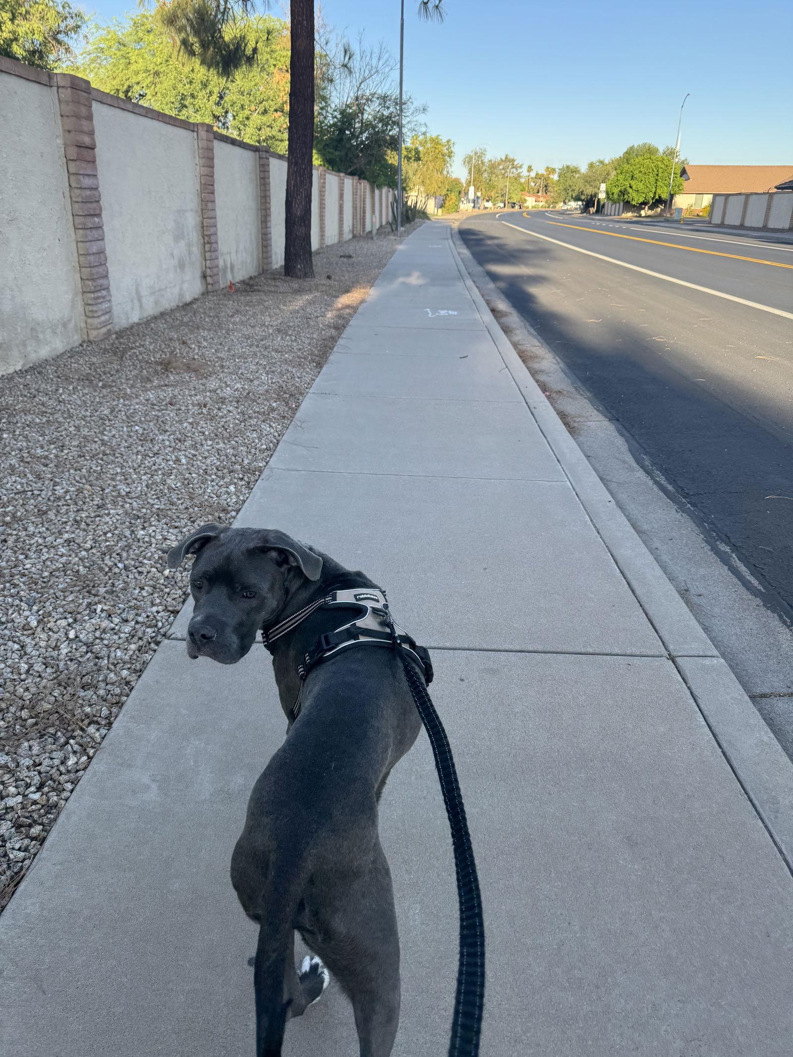 Enlarge MAVERICK, a Adopted mixed breed in Chandler, AZ image 3/3