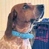 Velveeta (VA), ADOPTABLE, Young Female English Coonhound.