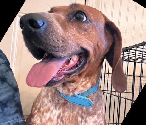 Enlarge Velveeta (VA), a ADOPTABLE English Coonhound in Williamsburg, VA image 2/3