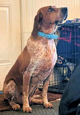 Enlarge Velveeta (VA), a ADOPTABLE English Coonhound in Williamsburg, VA image 3/3