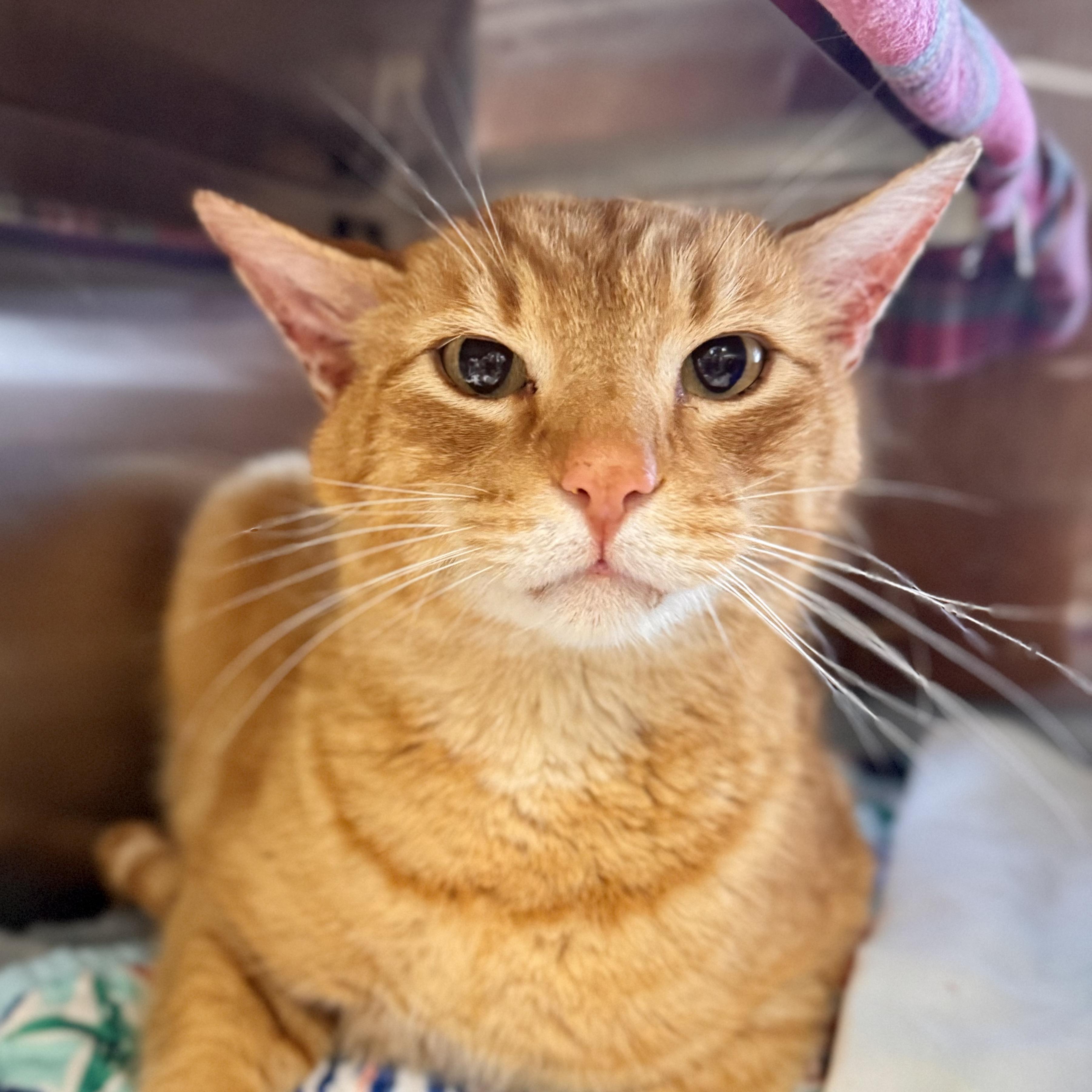 Mac N Cheese, adopted, Adult Male Domestic Short Hair.