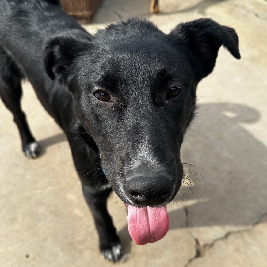 Enlarge Mica, a Adoptable Labrador Retriever in Newport Beach, CA image 2/6