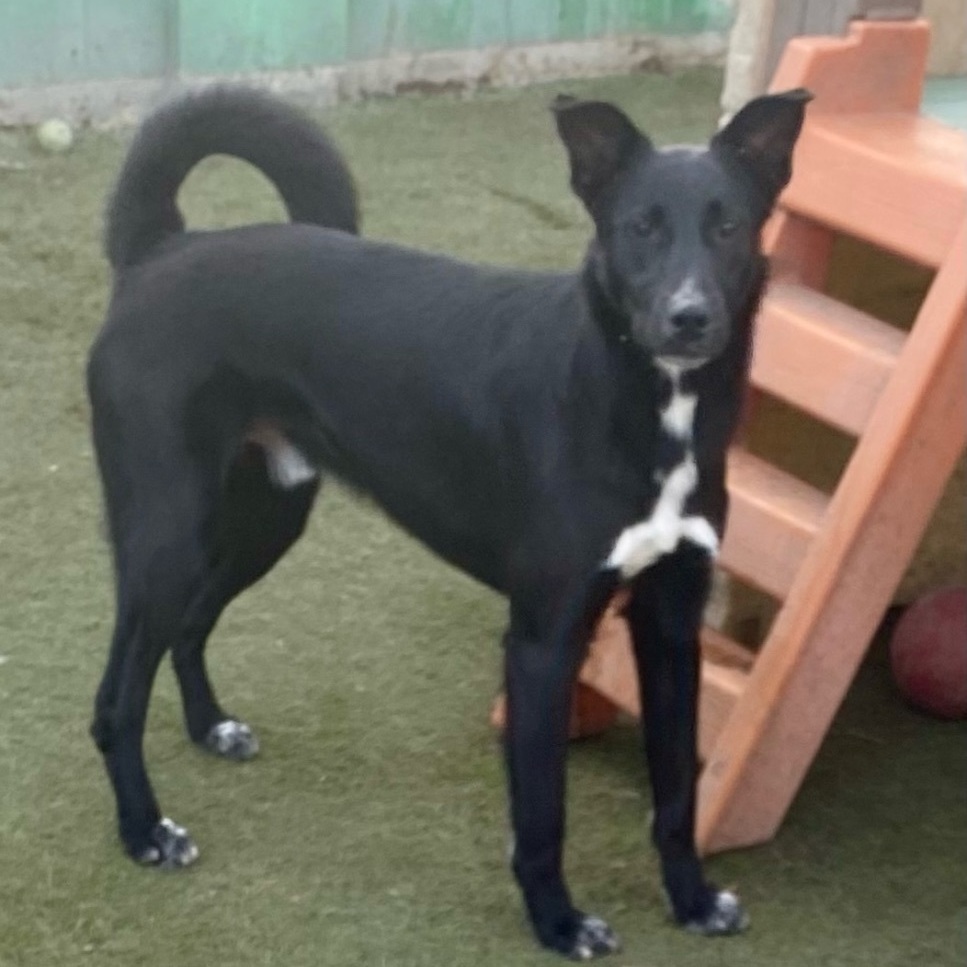 Enlarge Mica, a Adoptable Labrador Retriever in Newport Beach, CA image 3/6