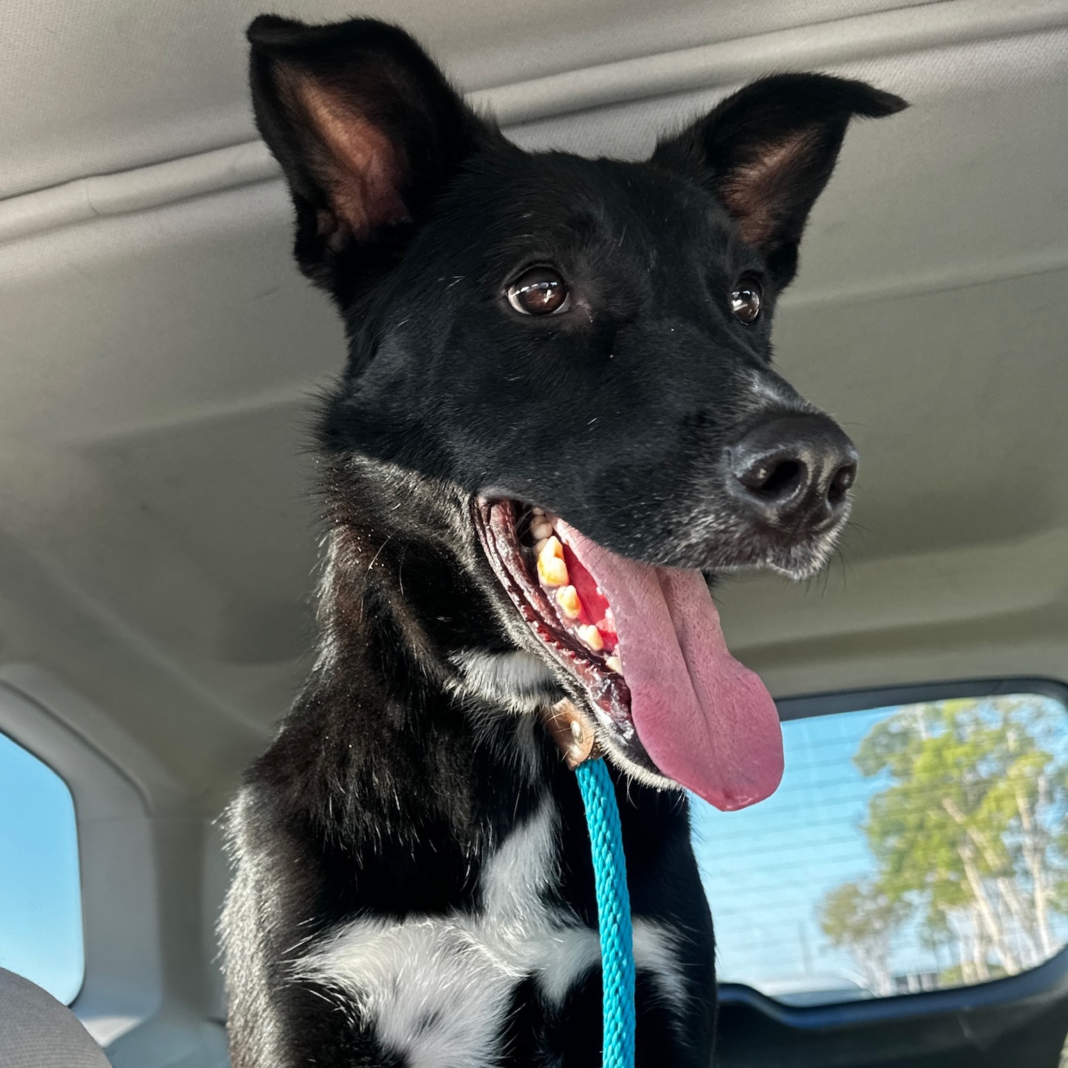 Enlarge Mica, a Adoptable Labrador Retriever in Newport Beach, CA image 1/6
