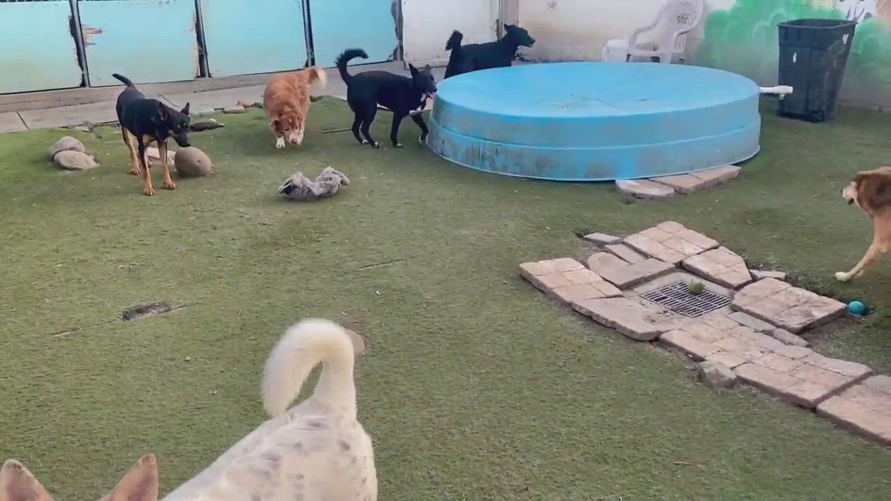 Enlarge Mica, a Adoptable Labrador Retriever in Newport Beach, CA video 6/6