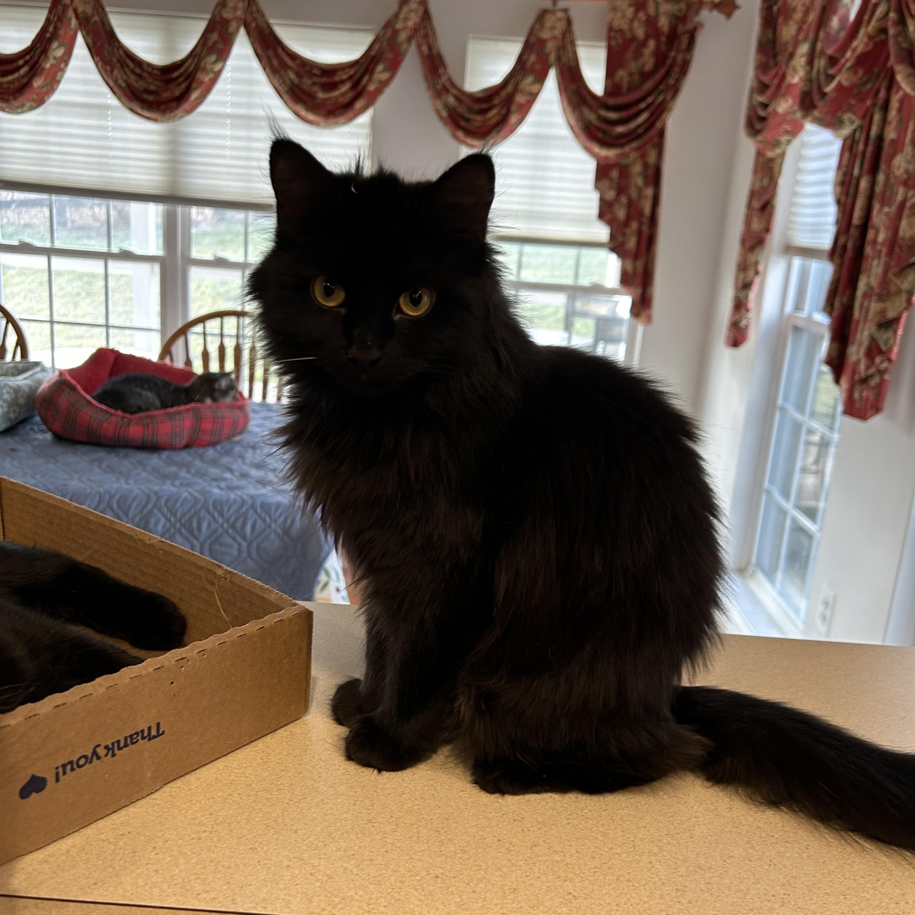 Enlarge Ace, a ADOPTABLE Domestic Medium Hair in Frederick, MD image 1/4