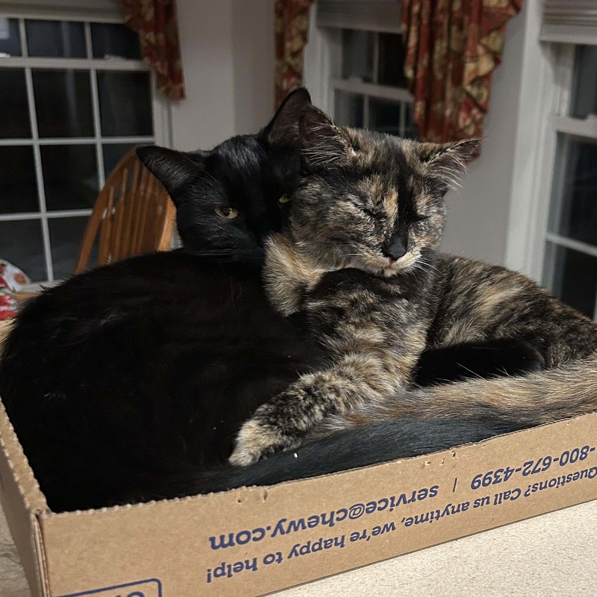 Enlarge Ace, a ADOPTABLE Domestic Medium Hair in Frederick, MD image 4/4