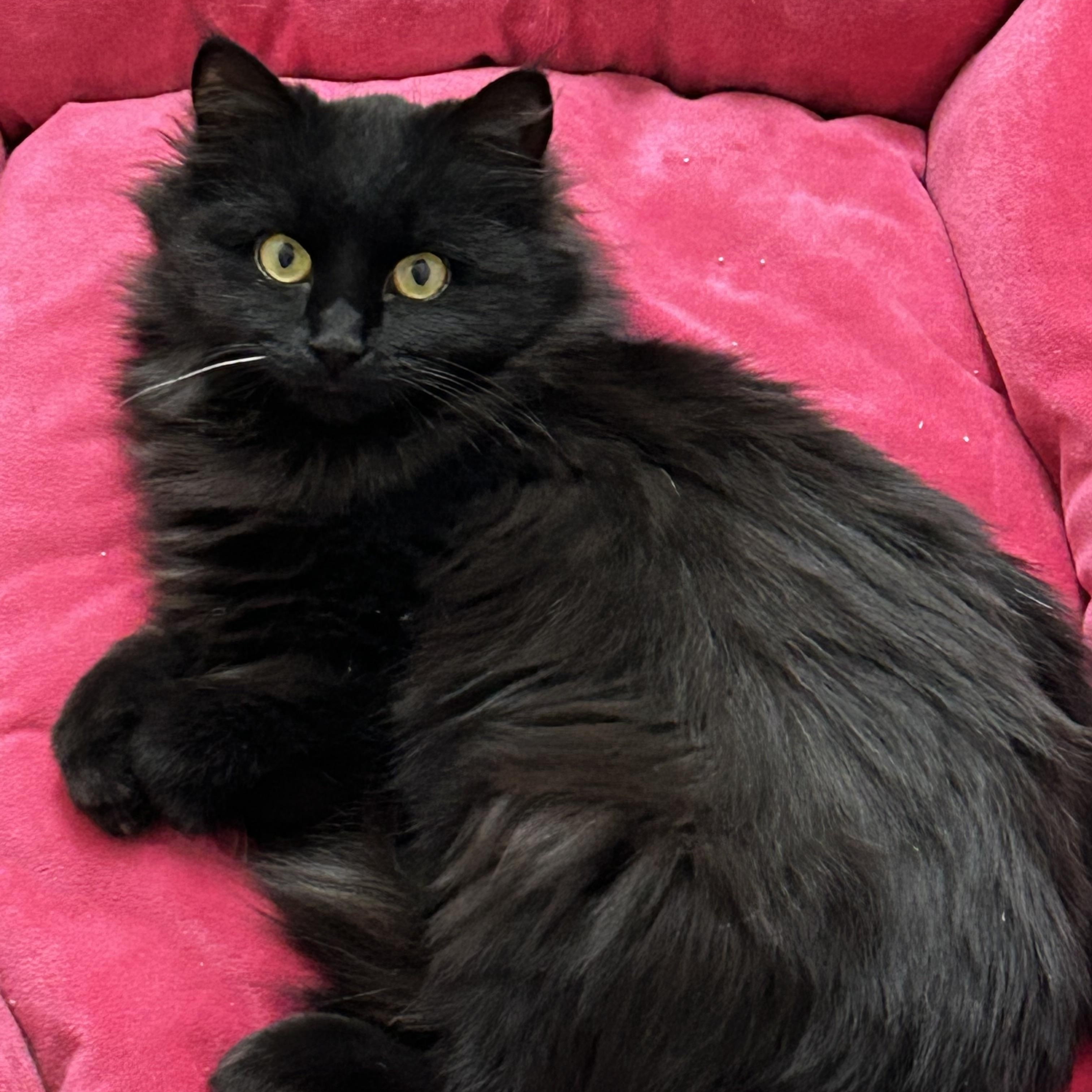 Enlarge Ace, a ADOPTABLE Domestic Medium Hair in Frederick, MD image 3/4