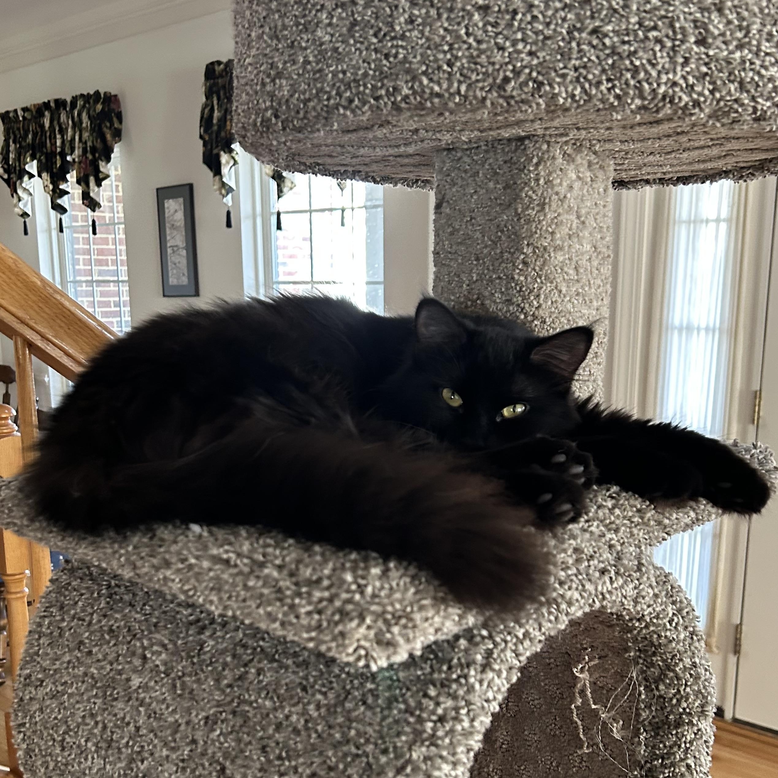 Enlarge Ace, a ADOPTABLE Domestic Medium Hair in Frederick, MD image 2/4