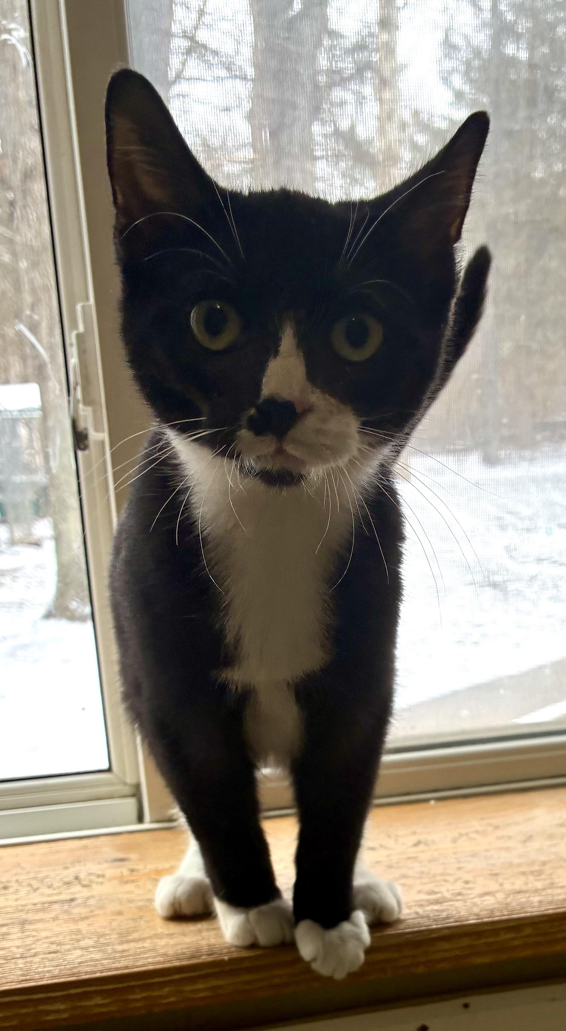 Enlarge SAM, a ADOPTABLE Domestic Short Hair in Louisa, KY image 2/4