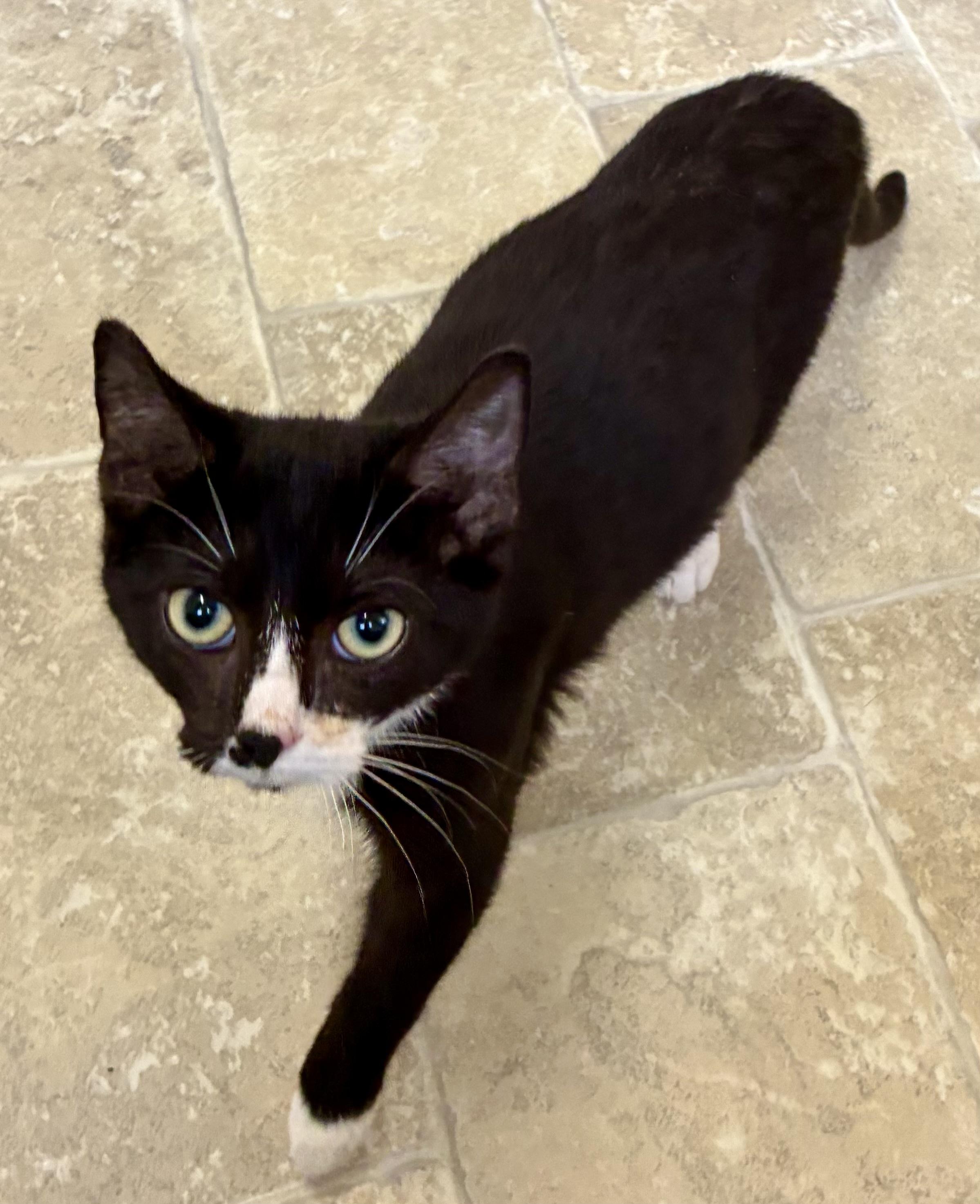 Enlarge SAM, a ADOPTABLE Domestic Short Hair in Louisa, KY image 4/4