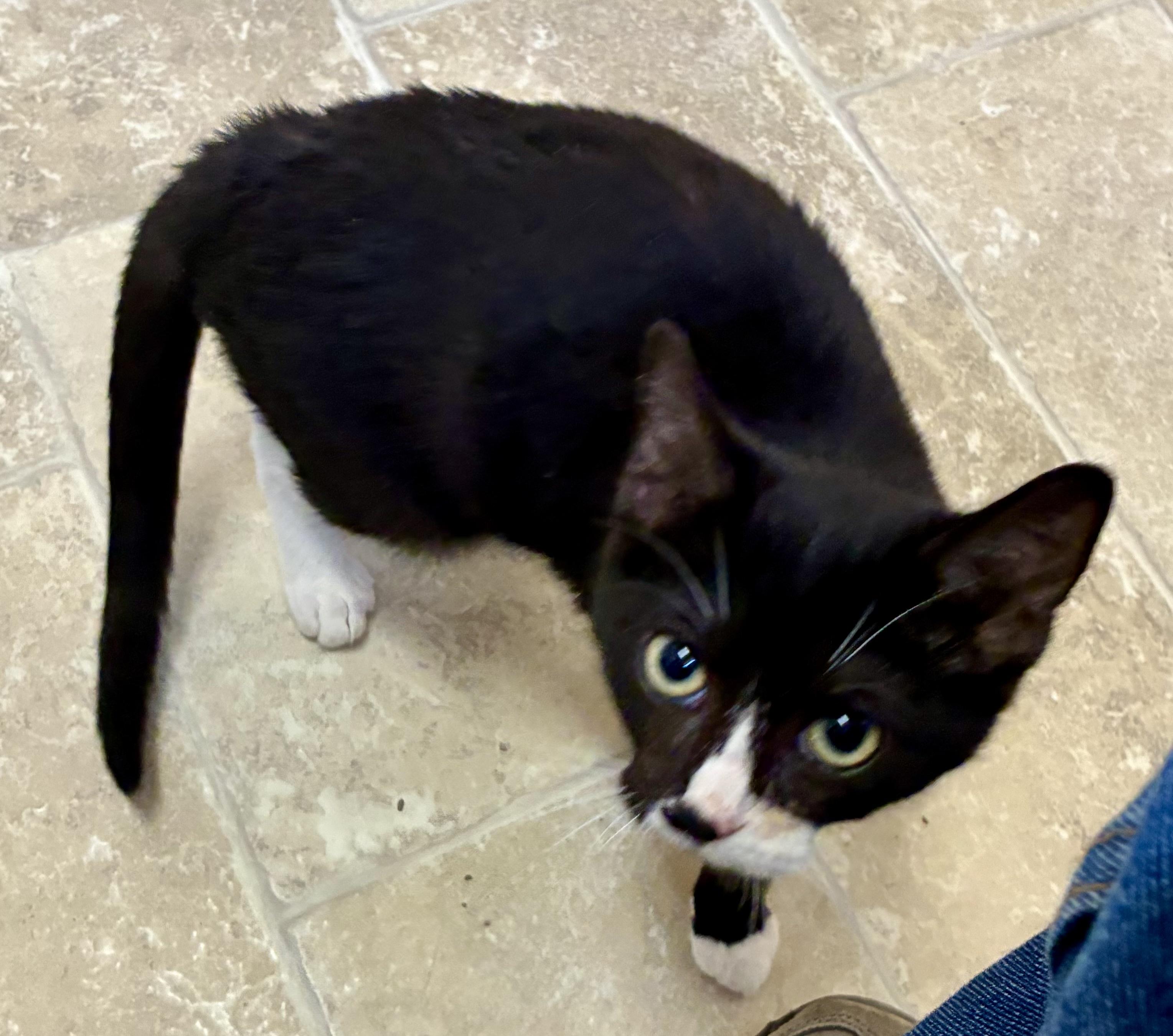 Enlarge SAM, a ADOPTABLE Domestic Short Hair in Louisa, KY image 3/4