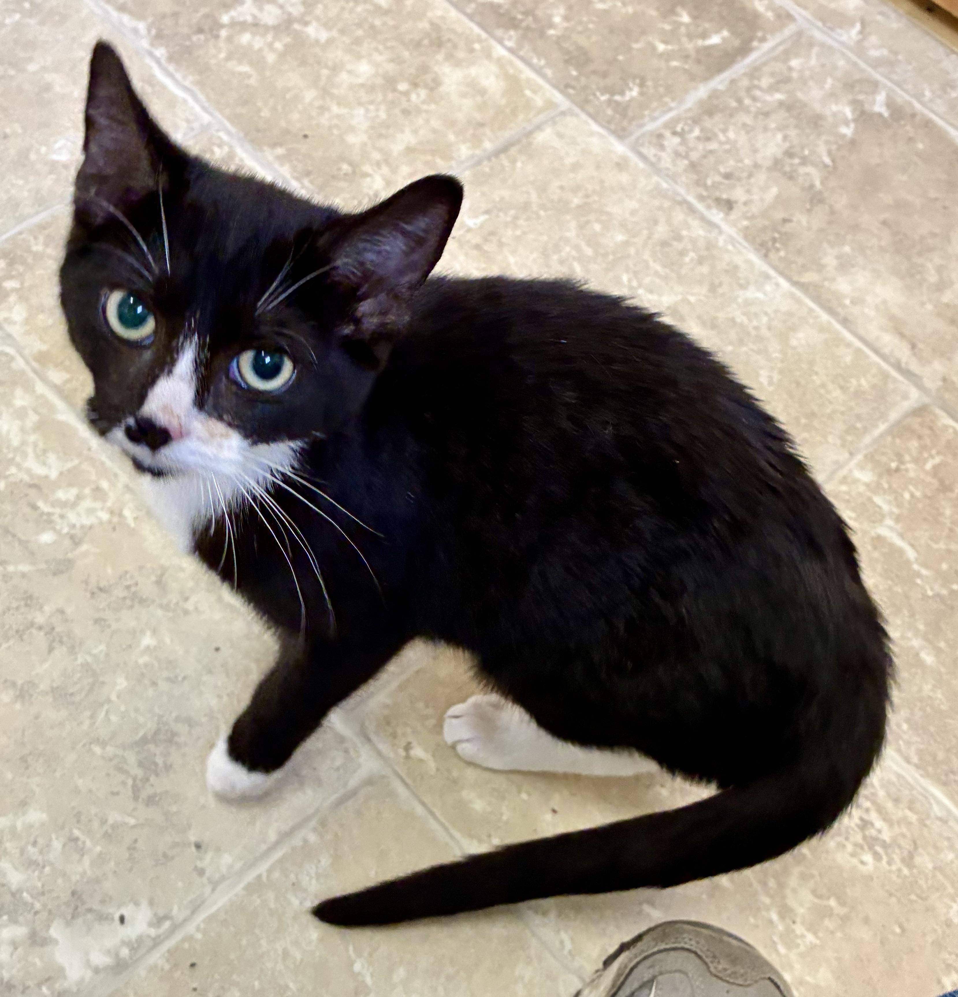 SAM, ADOPTABLE, Kitten Male Domestic Short Hair.