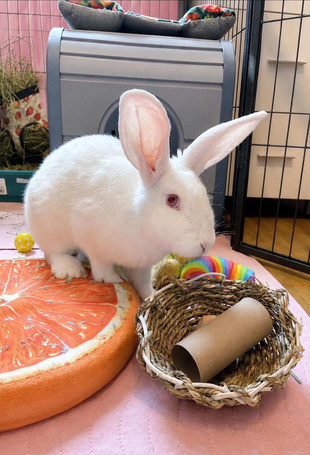 Tyrion and John Snow, a ADOPTABLE New Zealand in St. Charles, MO image 1/4