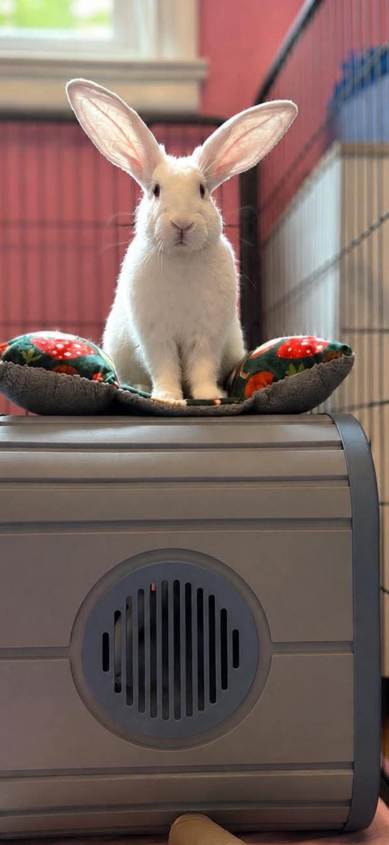Tyrion and John Snow, a ADOPTABLE New Zealand in St. Charles, MO image 3/4