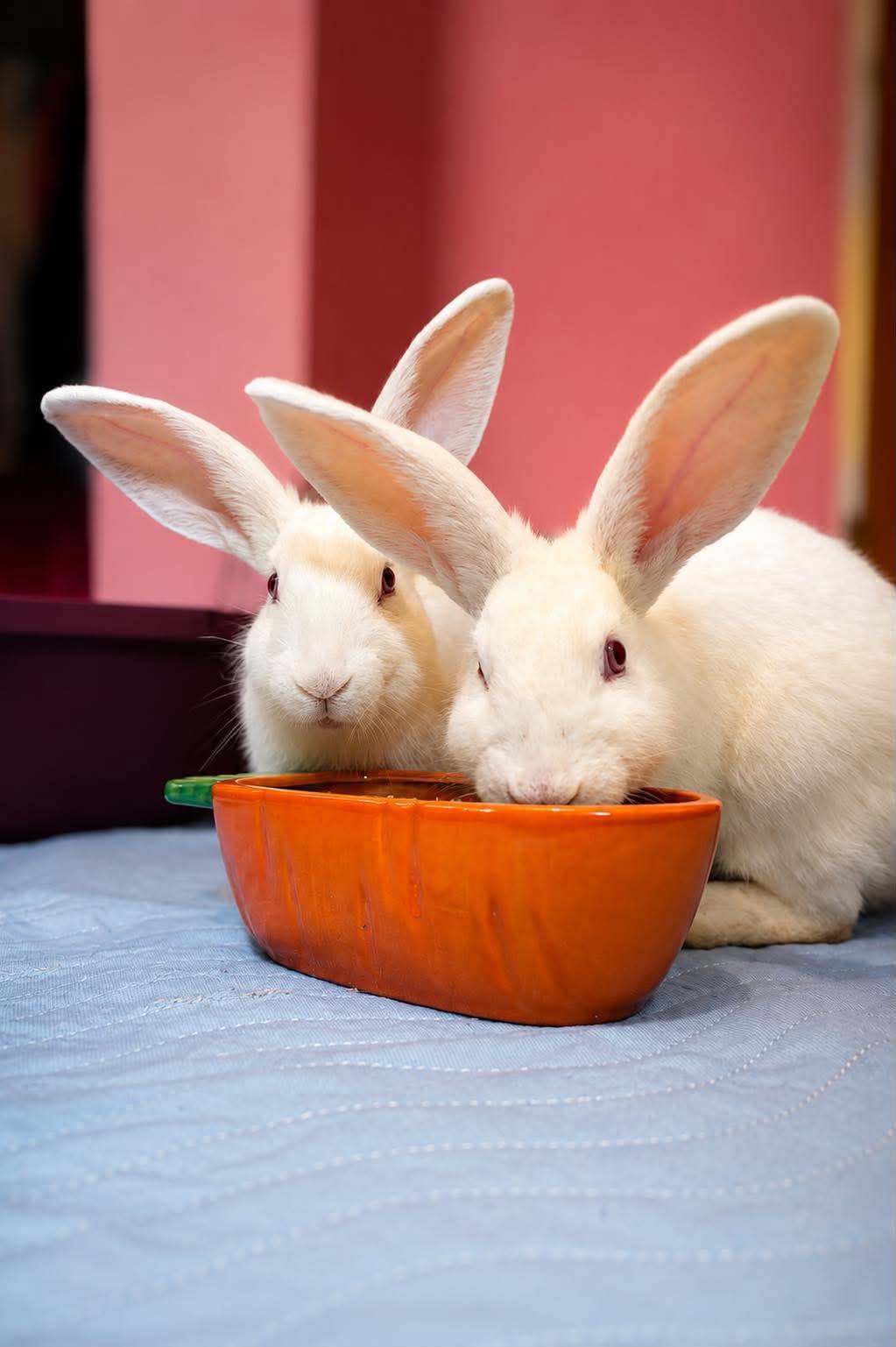 Tyrion and John Snow, a ADOPTABLE New Zealand in St. Charles, MO image 2/4