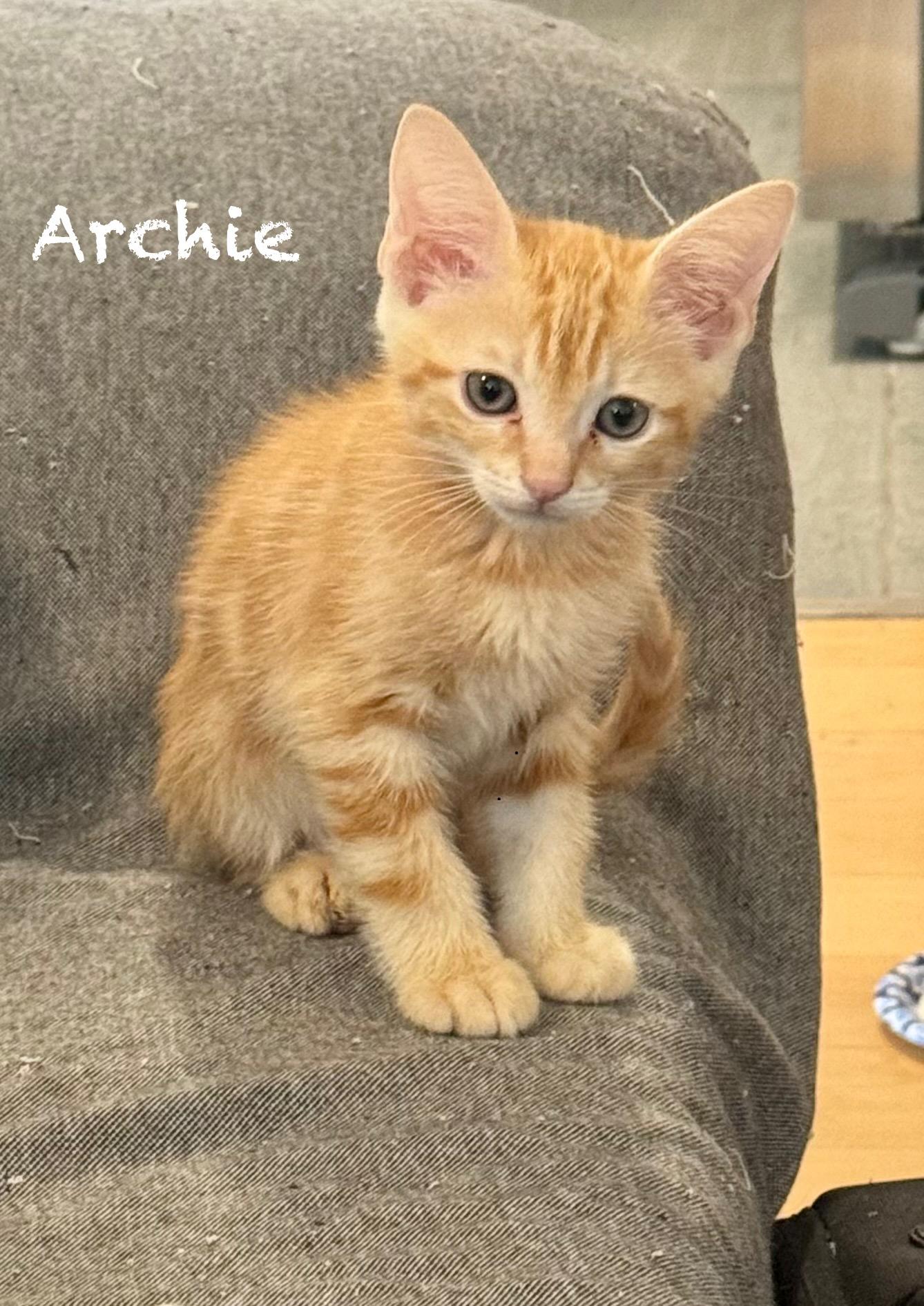 Archie