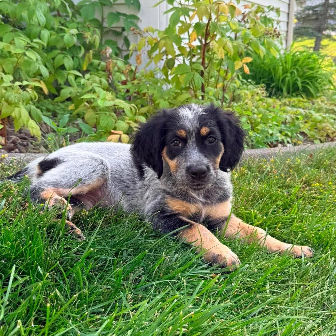 Mia, an adopted mixed breed in Rochester, NY image 3/6