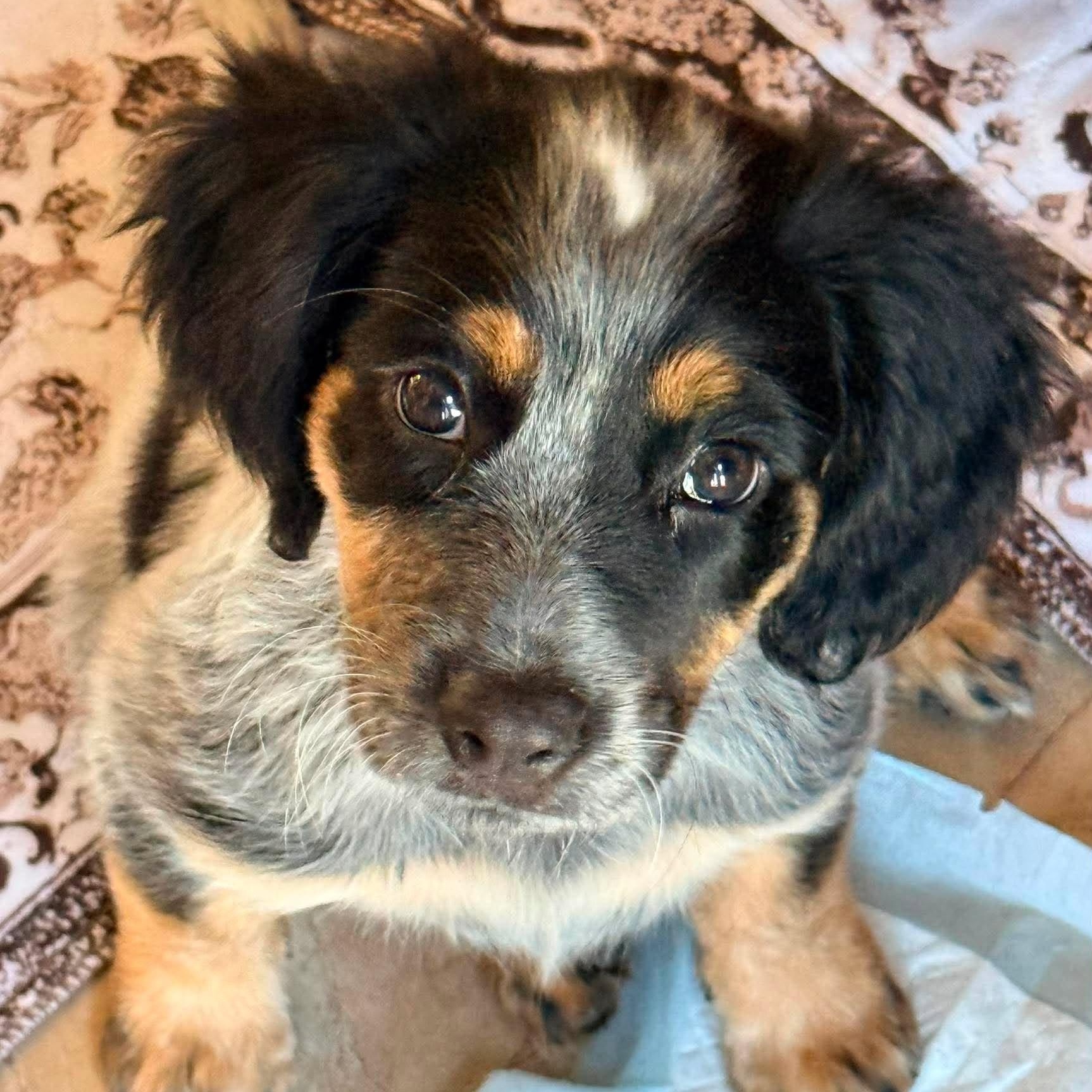 Mia, an adopted mixed breed in Rochester, NY image 1/6