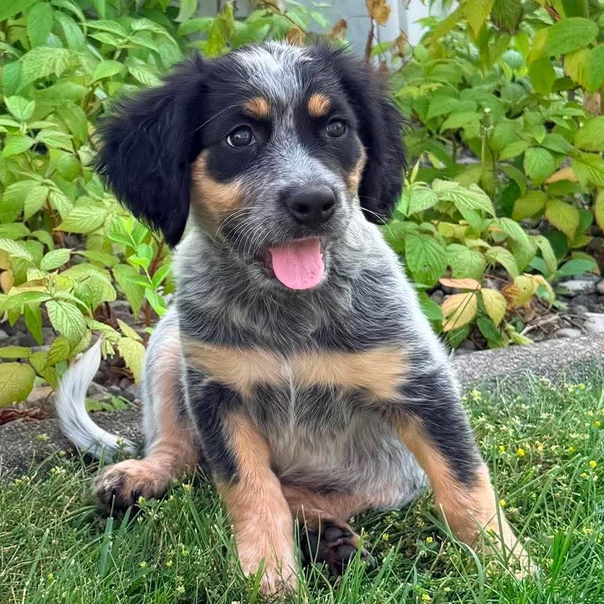Mia, an adopted mixed breed in Rochester, NY image 4/6
