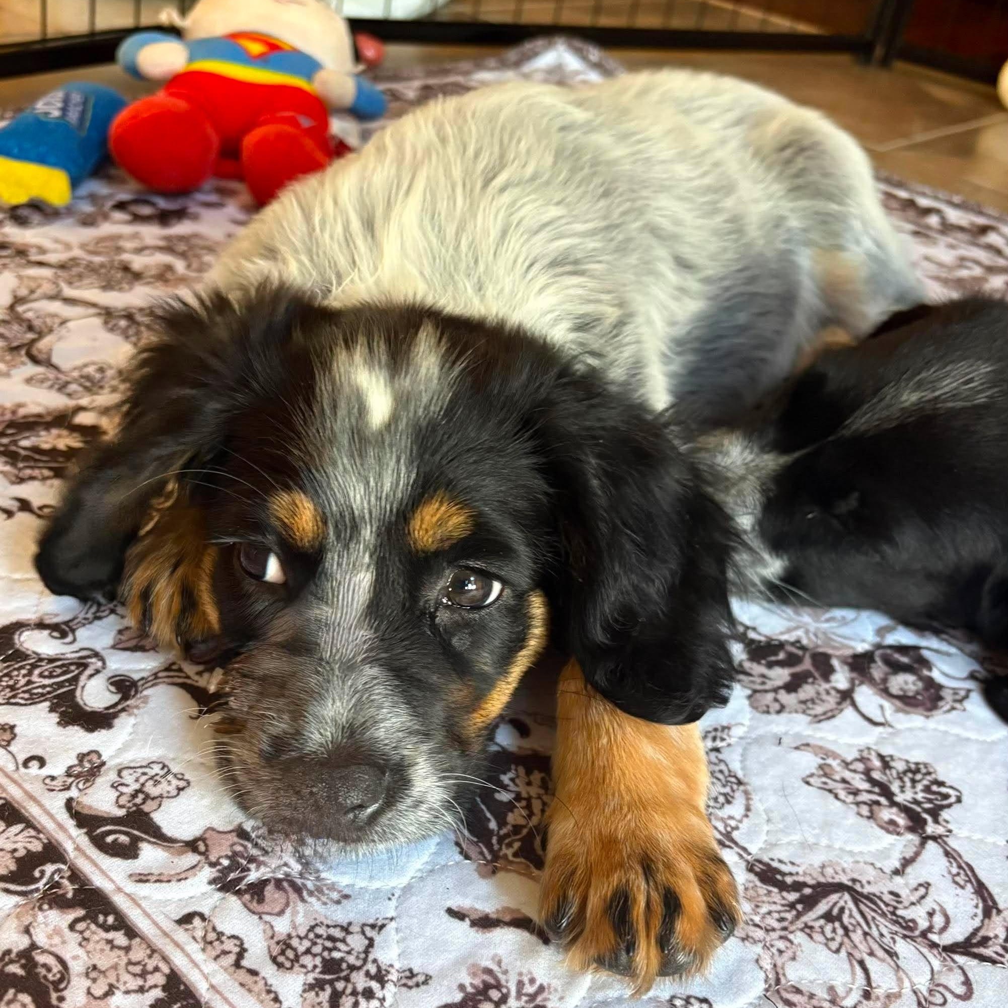 Mia, an adopted mixed breed in Rochester, NY image 2/6